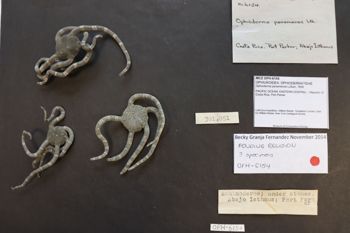 Media type: image; Invertebrate Zoology OPH-6154